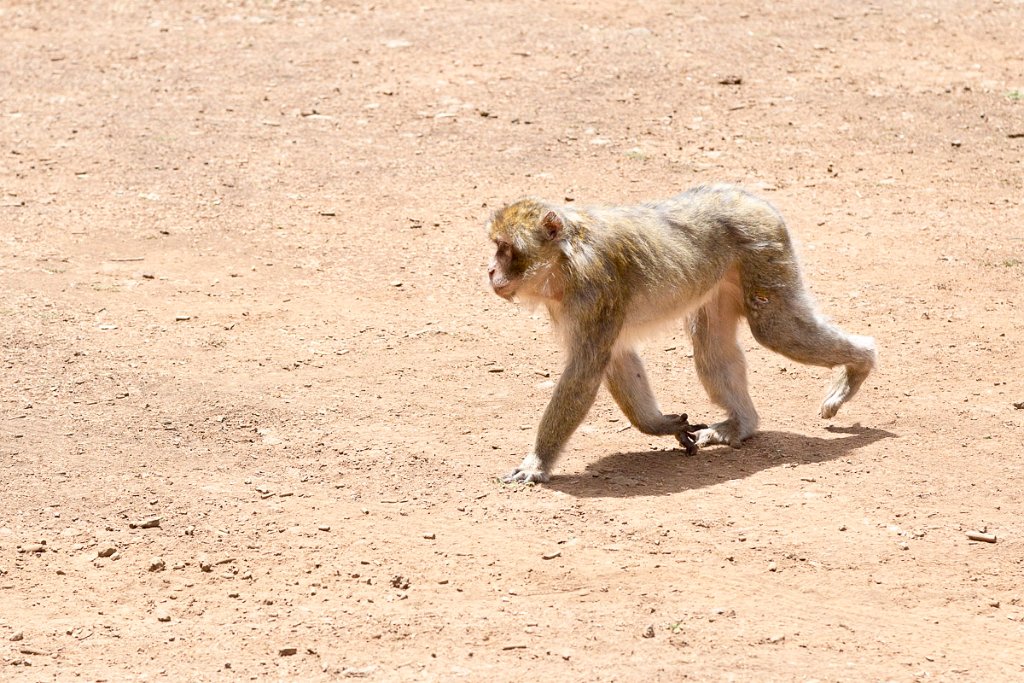 Opičí běžec