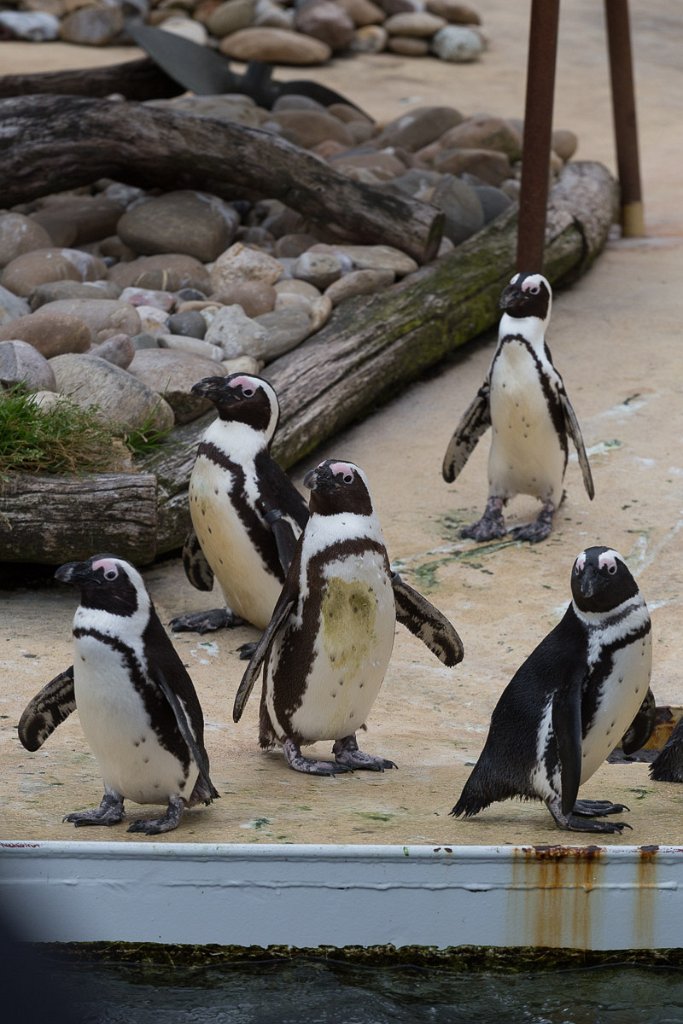 Moc tučňáků