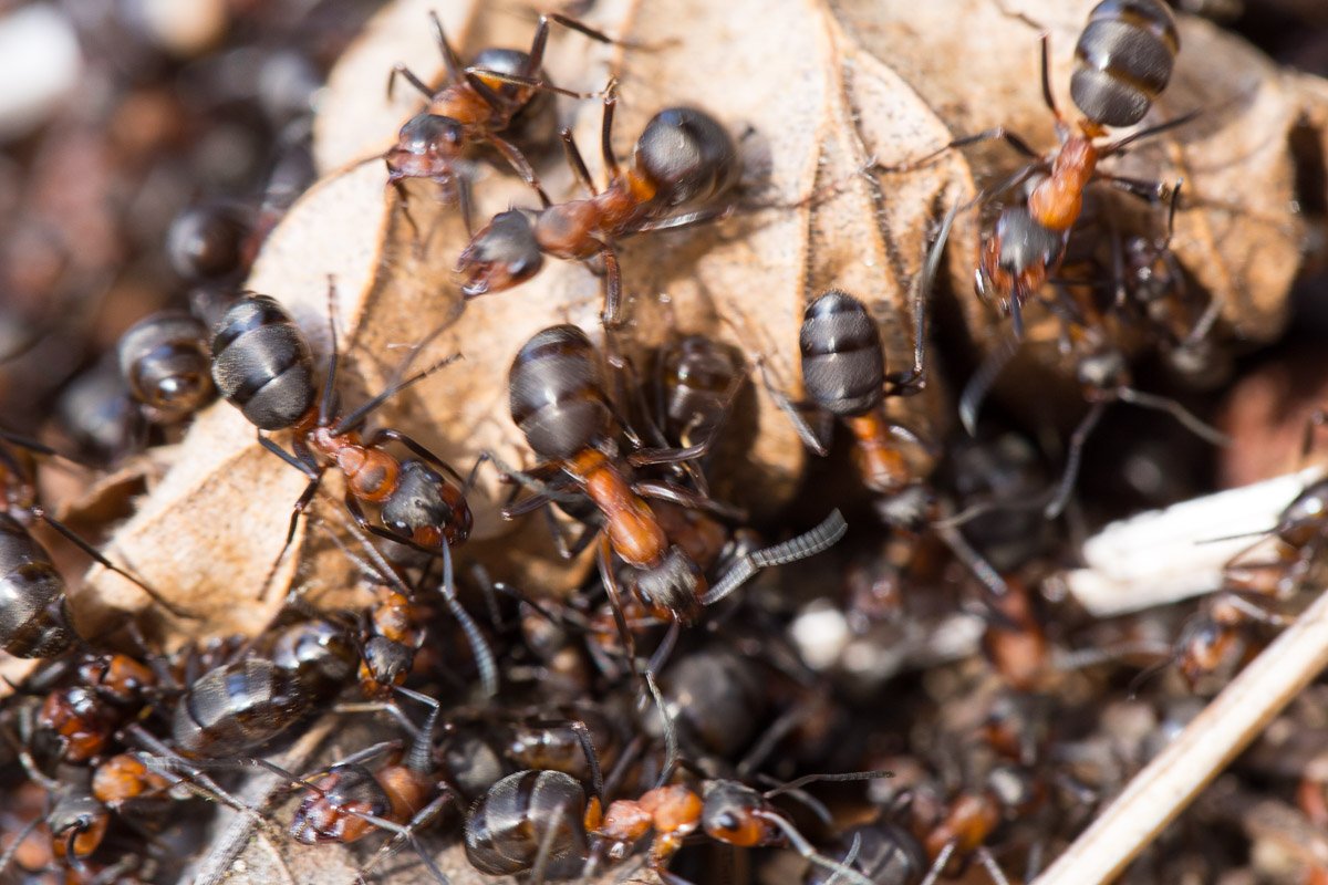 Mravenečci