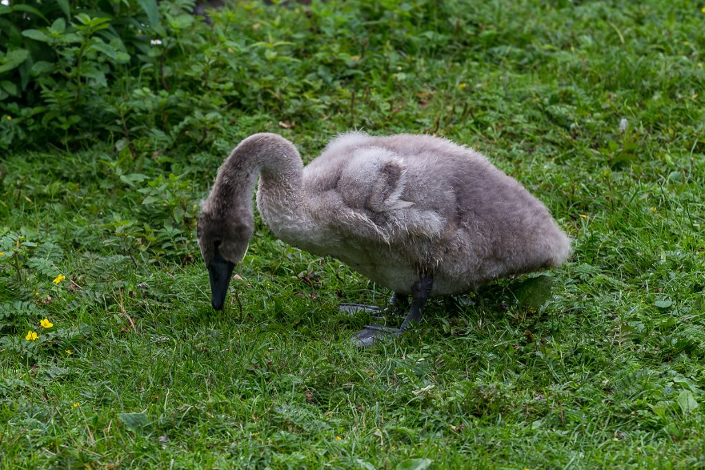 Mladá labuť