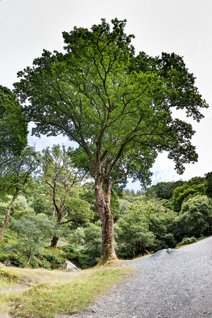 Park Wiclowmountains