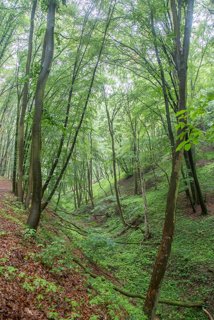 Svatojakubská cesta