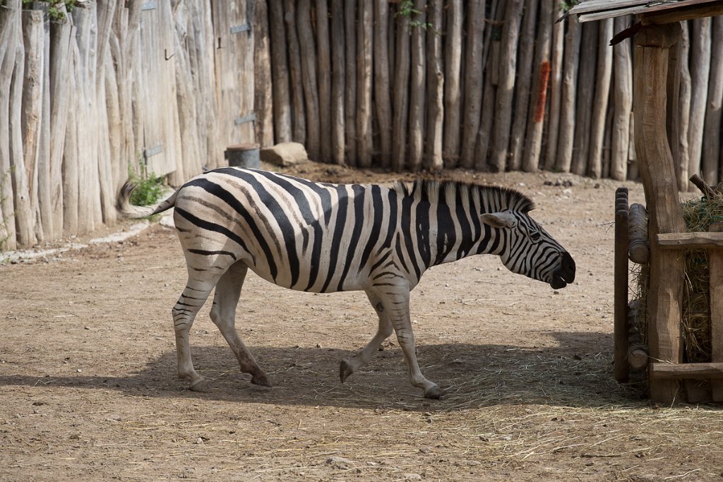 Zebra