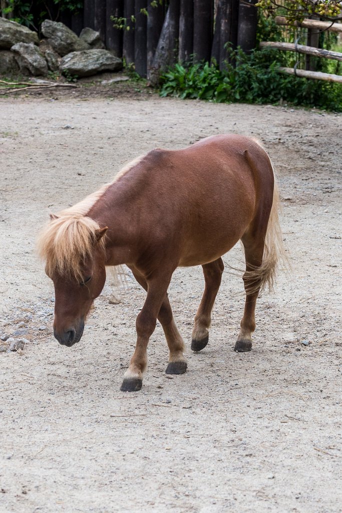 Kůň