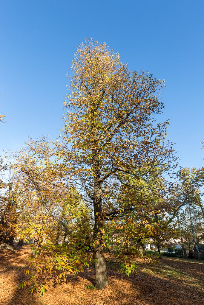 Kaštanka, Nasavrky