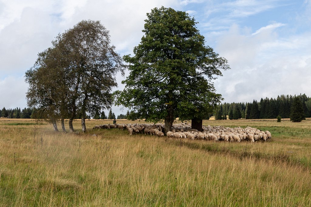 Ovce nad Abertamy