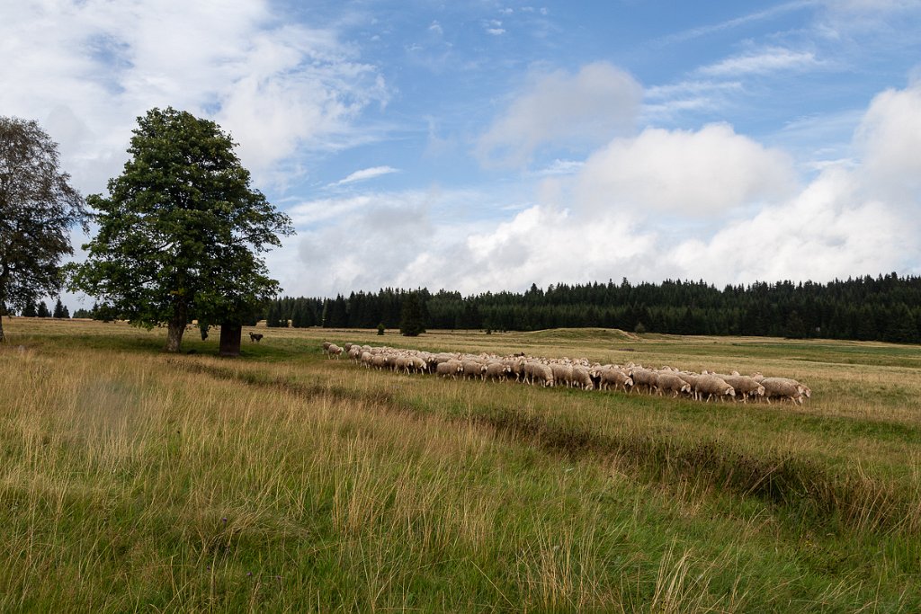 Ovce nad Abertamy