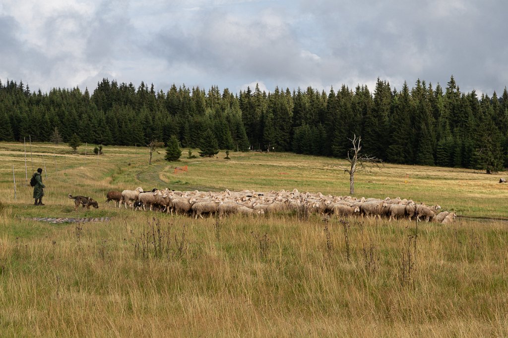 Ovce nad Abertamy