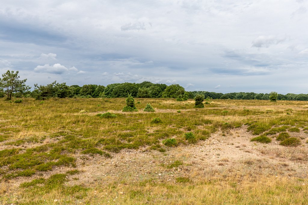 Lüneburger Heide