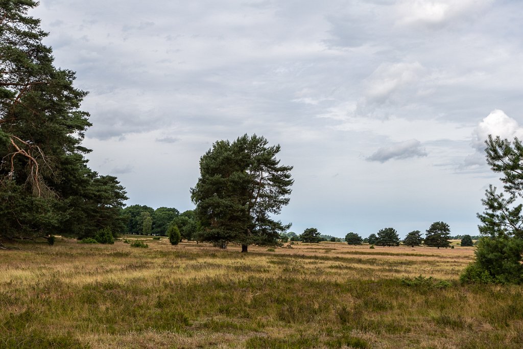 Lüneburger Heide