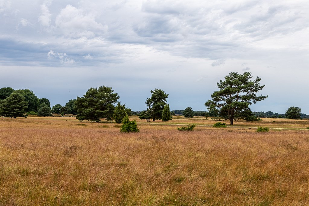 Lüneburger Heide