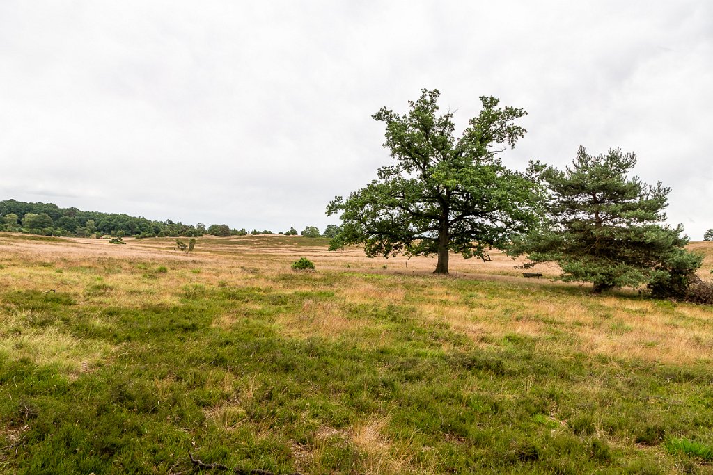 Lüneburger Heide