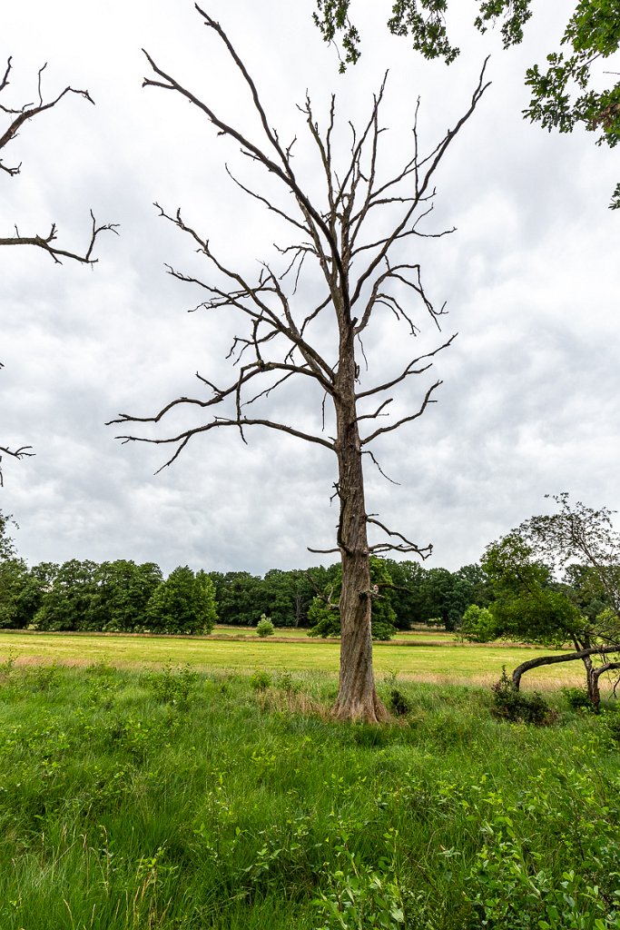 Lüneburger Heide