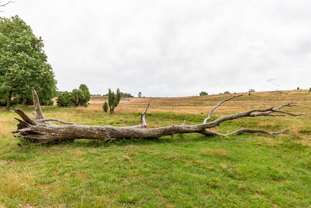 Lüneburger Heide