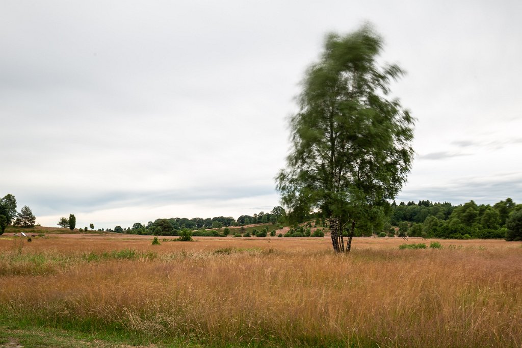 Lüneburger Heide