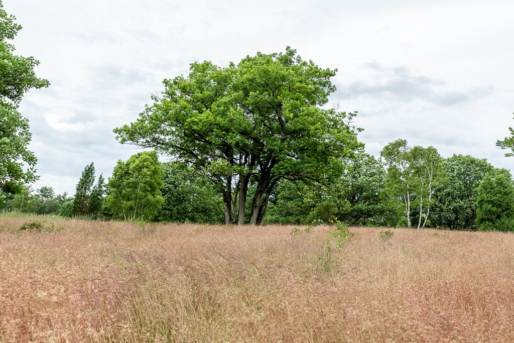 Lüneburger Heide