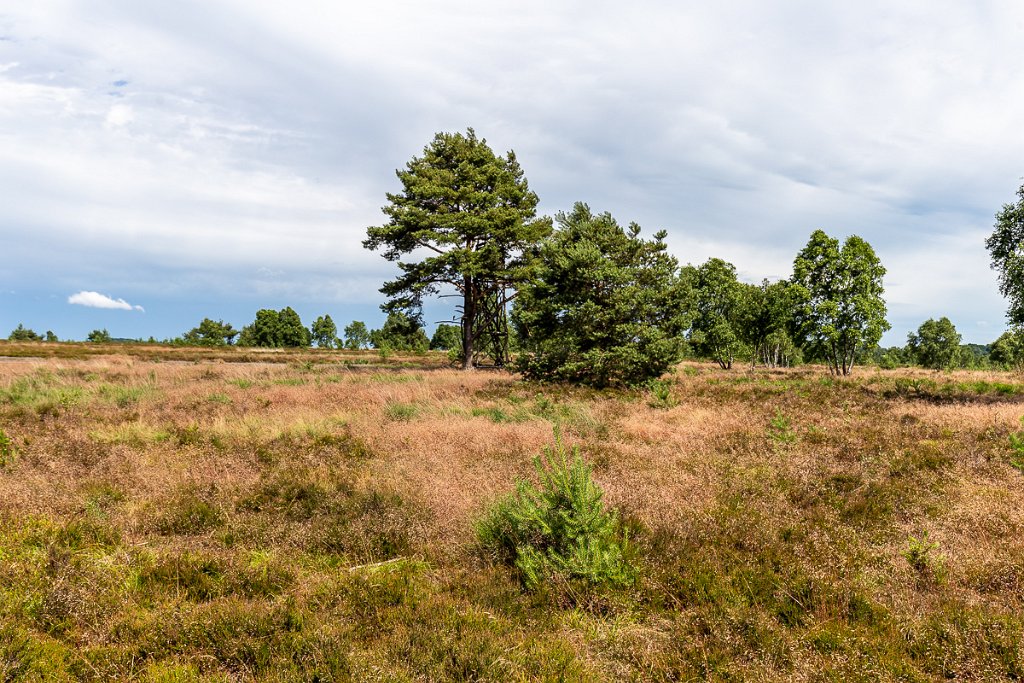 Lüneburger Heide