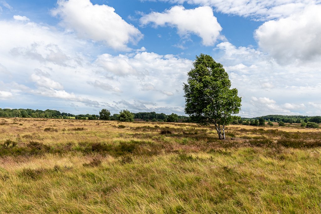 Lüneburger Heide