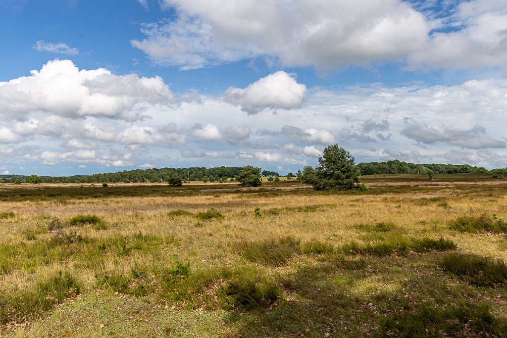 Lüneburger Heide