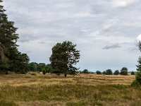 Lüneburger Heide