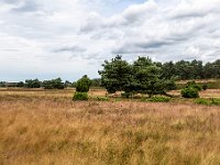 Lüneburger Heide