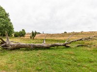 Lüneburger Heide