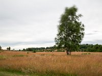 Lüneburger Heide