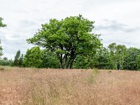 Lüneburger Heide