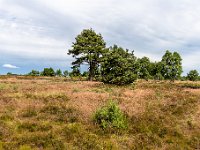 Lüneburger Heide