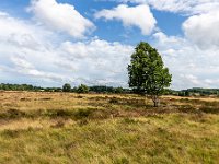 Lüneburger Heide