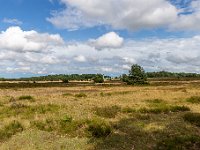 Lüneburger Heide