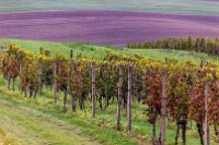 S Phoenixem v Moravském Toskánsku