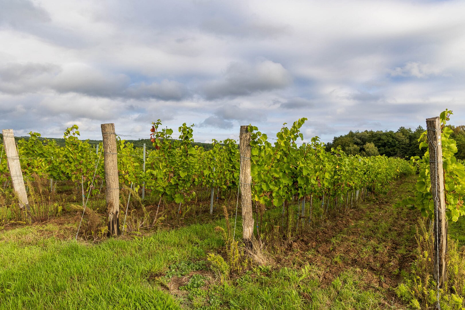 Vinice ve Hnanicích