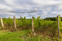 Vinice ve Hnanicích